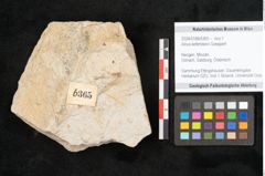 Foto (Objekt + Etikett) von Alnus kefersteinii Goeppert (NHMW-GEO-2024-0188-6365)